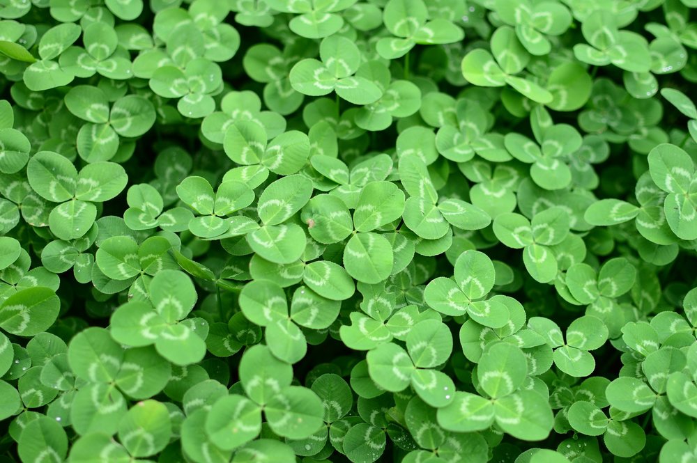 clover leaves