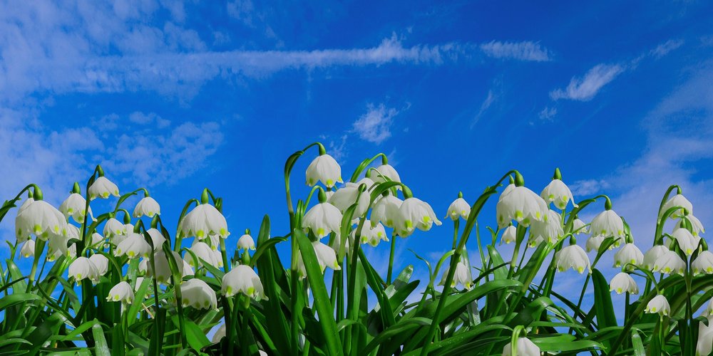 a field of tulips