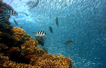 underwater