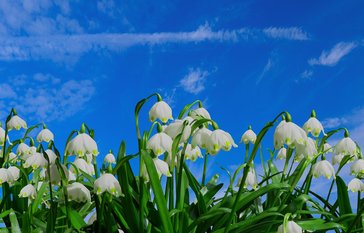 a field of tulips