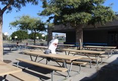 Shark sitting at picnic table